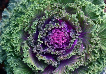 Purple and green cabbage
