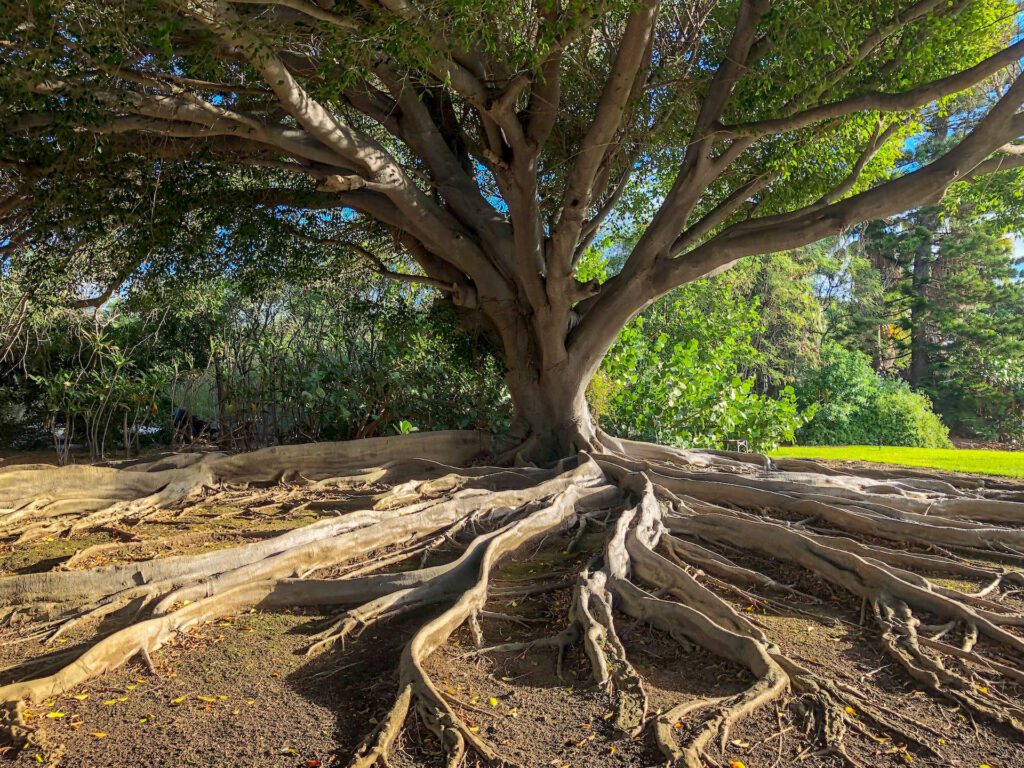 A tree with roots